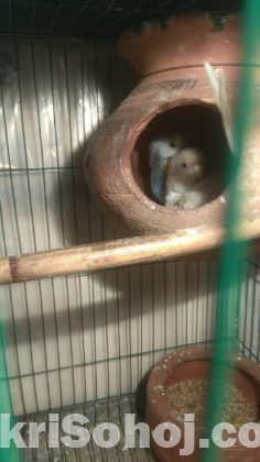 Bazigor Phaki with Eggs, Healthy Renbow & Albino Birds